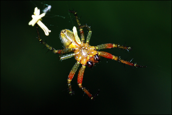 Araniella cucurbitina, maschio